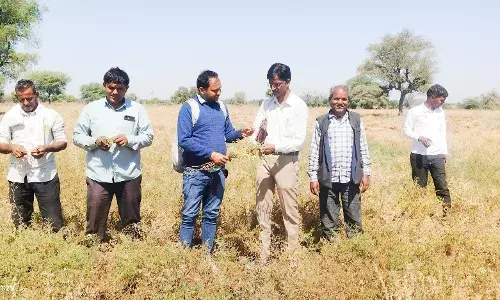 हलचल की खबर का असर:चने की फसलों में खराबे का निरक्षण करने पहुंचे अधिकारी,खेतो में किसानों के साथ देखा मौका,किसानों ने सुनाई आपबीती