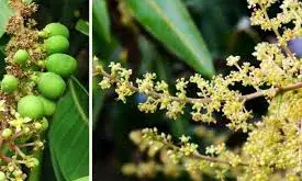 आम के पौधे का पहला बौर या मंजर क्यूं तोड़ देना चाहिए किसान ऐसा क्यूं करते है