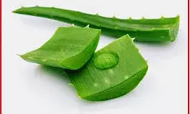 जरूरत से ज्यादा एलोवेरा का इस्तेमाल पड़ सकता है भारी, पहुंचा सकता है नुकसान