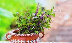 गर्मियों में भी हरा भरा रहेगा तुलसी का पौधा, बस आजमाएं ये टिप्स एंड ट्रिक्स गर्मियों में भी हरा भरा रहेगा तुलसी का पौधा, बस आजमाएं ये टिप्स एंड ट्रिक्स