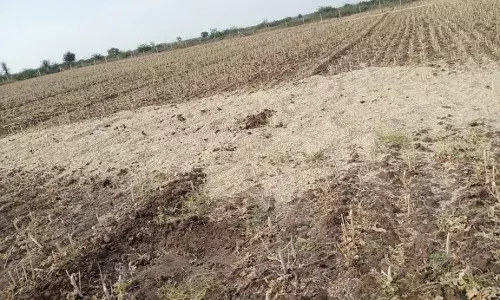 किसान के अरमानों पर फिरा पानी: खेत में काट कर इकट्ठी कर रखी सरसो फसल को अज्ञात लोग थ्रेसिंग कर भूसा सहित रातों रात ले गए