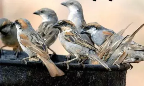 जैव विविधता संतुलन एवं पर्यावरण प्रदूषण की इंडिकेटर/मैसेंजर/दूत है गौरैया....