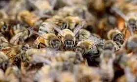 मजदूरों पर मधुमक्खियो का हमला 6 महिला घायल