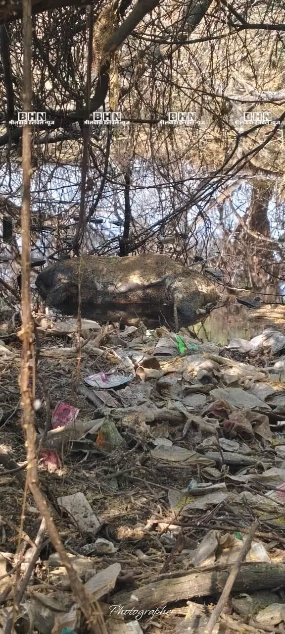 बावड़ी में गिरने से नील गाय की मौत, शव से फैल रही दुर्गंध से गाडरमाला के बाशिंदे परेशान बावड़ी में गिरने से नील गाय की मौत, शव से फैल रही दुर्गंध से गाडरमाला के बाशिंदे परेशान