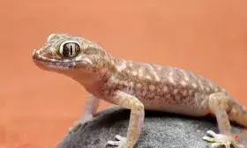 अगर आप भी हैं छिपकलियों से परेशान ताे अपनायें यह आसान ट्रिक्स