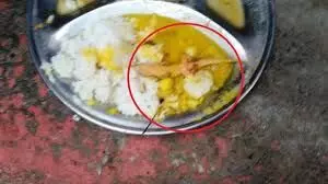 खाने में मिली मरी हुई छिपकली, 65 छात्र बीमार खाने में मिली मरी हुई छिपकली, 65 छात्र बीमार