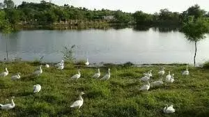 स्मृति वन विस्तार में 30 हजार पौधे लगाकर जलाशय का विकास व भ्रमण ट्रेक बनवाएं स्मृति वन विस्तार में 30 हजार पौधे लगाकर जलाशय का विकास व भ्रमण ट्रेक बनवाएं