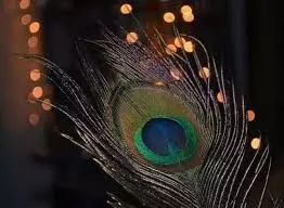 सुख-समृद्धि लाने के लिए आसान उपाय, घर में रखें इस पक्षी का टूटा पंख सुख-समृद्धि लाने के लिए आसान उपाय, घर में रखें इस पक्षी का टूटा पंख