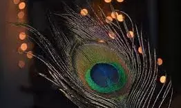 सुख-समृद्धि लाने के लिए आसान उपाय, घर में रखें इस पक्षी का टूटा पंख सुख-समृद्धि लाने के लिए आसान उपाय, घर में रखें इस पक्षी का टूटा पंख