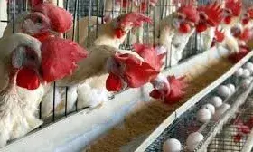 मुर्गी फार्म से पांच करोड़ रु की एमडी ड्रग और हथियार बरामद, एक गिरफ्तार