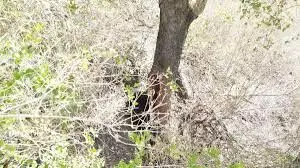 माउंट आबू में पेड़ से शहद निकालने के प्रयास में फंसा भालू माउंट आबू में पेड़ से शहद निकालने के प्रयास में फंसा भालू