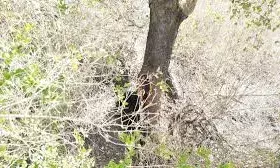 माउंट आबू में पेड़ से शहद निकालने के प्रयास में फंसा भालू माउंट आबू में पेड़ से शहद निकालने के प्रयास में फंसा भालू