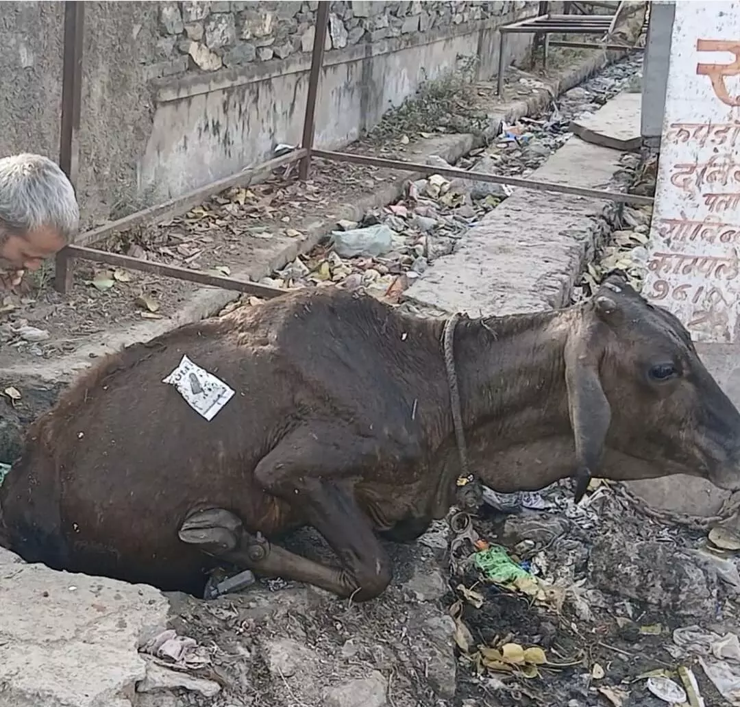 गौ भक्तों ने नाले में गिरी गौमाता को निकाला गौ भक्तों ने नाले में गिरी गौमाता को निकाला