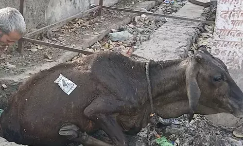 गौ भक्तों ने नाले में गिरी गौमाता को निकाला