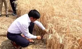 कलेक्टरने की गेहूं की कटाई