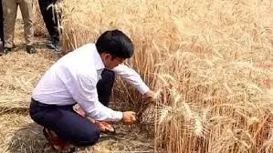 कलेक्टरने की गेहूं की कटाई कलेक्टरने की गेहूं की कटाई