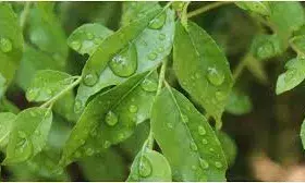 अगर आप रोज सुबह खाते हैं करी के पत्ते तो मिलेंगे आपको जबरदस्त फायदे अगर आप रोज सुबह खाते हैं करी के पत्ते तो मिलेंगे आपको जबरदस्त फायदे