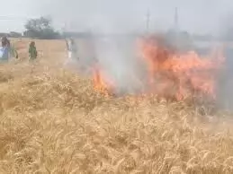 गेहूं की खड़ी फसल में लगी भीषण आग, 6 बीघा फसल जलकर राख गेहूं की खड़ी फसल में लगी भीषण आग, 6 बीघा फसल जलकर राख