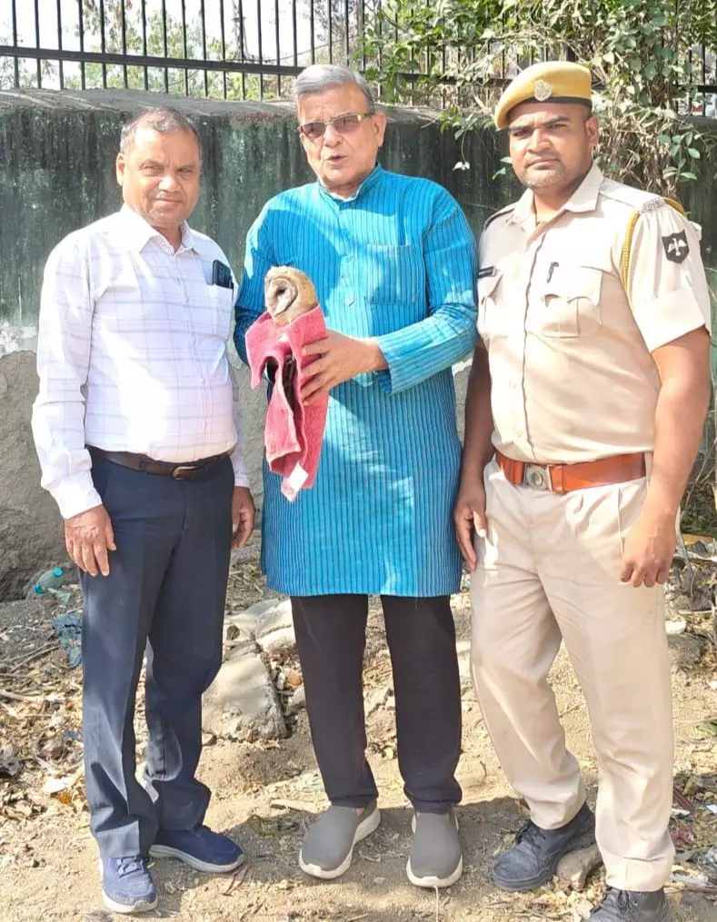 घायल उल्लू को रेस्क्यू कर वन विभाग को सौंपा घायल उल्लू को रेस्क्यू कर वन विभाग को सौंपा