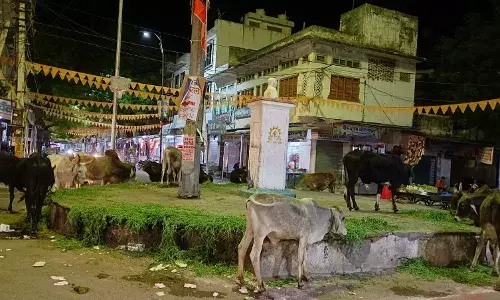 100 दिन के लिए गांधी चबूतरे पर निराश्रित गोवंश सेवा अभियान शुरू
