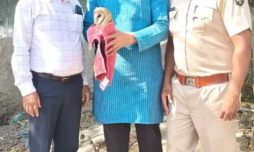 घायल उल्लू को रेस्क्यू कर उपचार के बाद जाजू ने वन विभाग को सौंपा