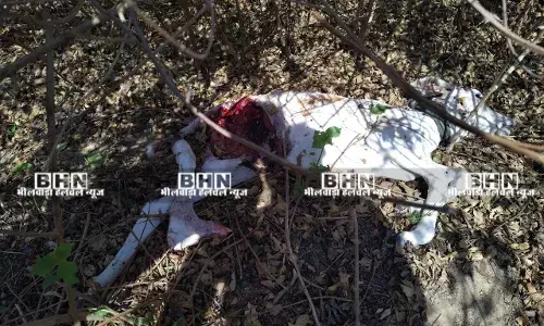 दरीबा में आधी रात को पैंथर का हमला ,बछड़ी को बनाया शिकार, लोगों में दहशत