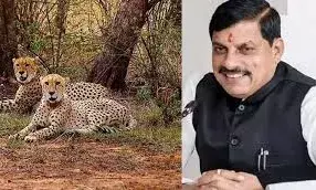 नीमच- मंदसौर को चीता प्रोजेक्ट से मिलेगी नई पहचान:यादव नीमच- मंदसौर को चीता प्रोजेक्ट से मिलेगी नई पहचान:यादव