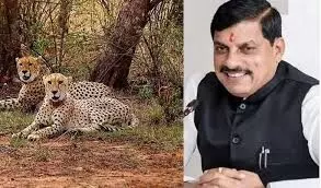 नीमच- मंदसौर को चीता प्रोजेक्ट से मिलेगी नई पहचान:यादव नीमच- मंदसौर को चीता प्रोजेक्ट से मिलेगी नई पहचान:यादव