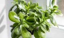 इस पौधे को जरूर लगाएं, होगी धन की आवक इस पौधे को जरूर लगाएं, होगी धन की आवक