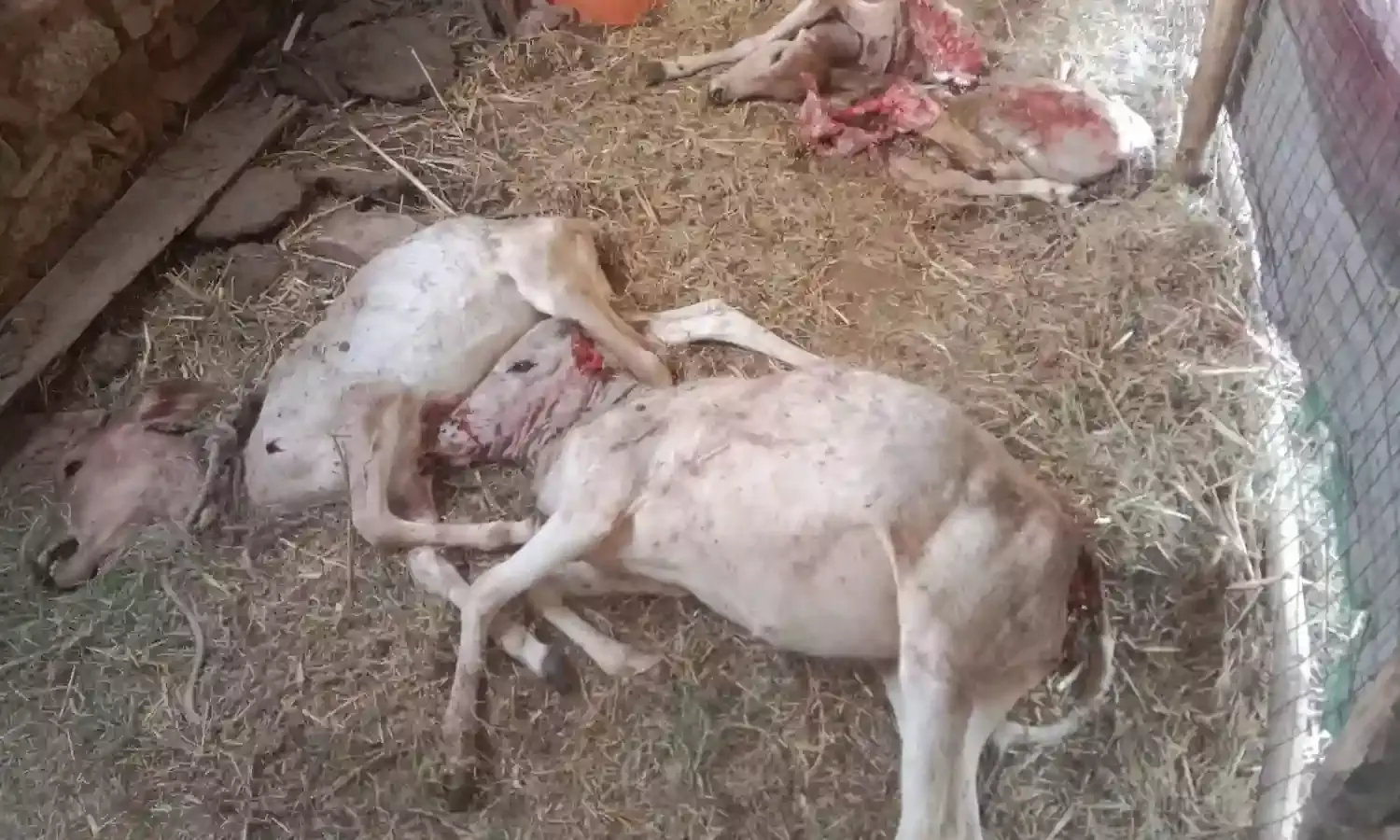 गंगापुर में तीन गाय के बछड़ों को पैंथर ने मौत के घाट उतारा,एक बछड़ा गंभीर घायल गंगापुर में तीन गाय के बछड़ों को पैंथर ने मौत के घाट उतारा,एक बछड़ा गंभीर घायल