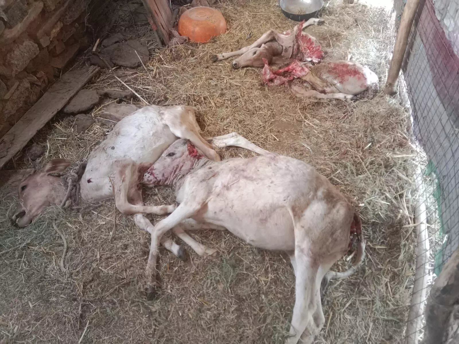 गंगापुर में तीन गाय के बछड़ों को पैंथर ने मौत के घाट उतारा,एक बछड़ा गंभीर घायल गंगापुर में तीन गाय के बछड़ों को पैंथर ने मौत के घाट उतारा,एक बछड़ा गंभीर घायल