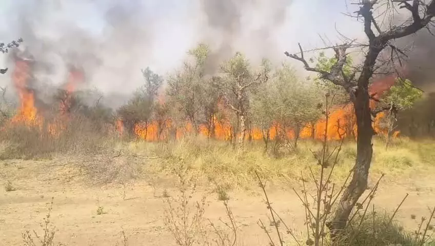 शाहपुरा के बीड़ में लगी भीषण आग, हजारों पेड़-पौधे जलकर राख, दो वनकर्मी बाल-बाल बचे शाहपुरा के बीड़ में लगी भीषण आग, हजारों पेड़-पौधे जलकर राख, दो वनकर्मी बाल-बाल बचे