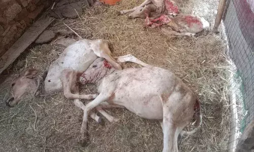 गंगापुर में तीन गाय के बछड़ों को पैंथर ने मौत के घाट उतारा,एक बछड़ा गंभीर घायल