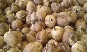 अठारह लाख का डोडा चूरा जब्त, बाडमेर का तस्कर  गिरफ्तार