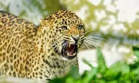 कापडिय़ा में फिर पैंथर की दस्तक, बछड़े का किया शिकार, दहशत में ग्रामीण