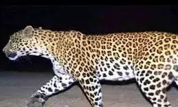 पाडे का किया शिकार, सहमे ग्रामीण