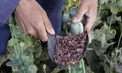 चित्तौड़गढ़ में एक किलो अवैध अफीम जब्त, एक गिरफ्तार