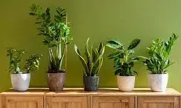कहीं आपके घर में तो नहीं मौजूद है ये पौधे? सेहत को हो सकते हैं गंभीर नुकसान