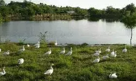 स्मृति वन विस्तार में पौधारोपण की तैयारी हेतु कलक्टर को लिखा पत्र स्मृति वन विस्तार में पौधारोपण की तैयारी हेतु कलक्टर को लिखा पत्र