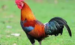 स्कूल में मुर्गा कटवाने के मामले में एक अध्यापक निलंबित