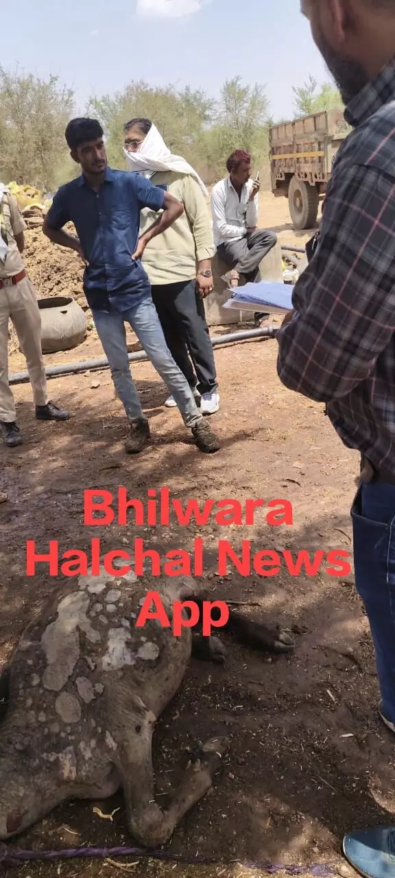 खेत पर भीषण आग, पांच पशु जिंदा जले, खाखला हुआ खाक खेत पर भीषण आग, पांच पशु जिंदा जले, खाखला हुआ खाक