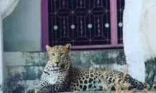 तेंदुओं से नहीं डरते गांव के लोग