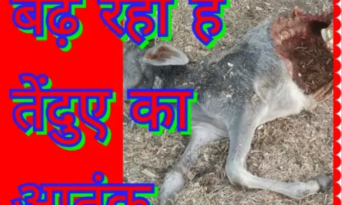 गोरा का खेड़ा में तेंदुए  ने किया हमला बछड़े को मार डाला
