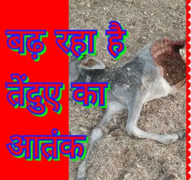 गोरा का खेड़ा में तेंदुए ने किया हमला बछड़े को मार डाला गोरा का खेड़ा में तेंदुए ने किया हमला बछड़े को मार डाला