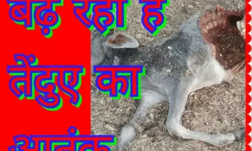 गोरा का खेड़ा में तेंदुए  ने किया हमला बछड़े को मार डाला