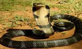 सांपों की गणना के लिए सीएम ने दिए निर्देश, उलझन में वन विभाग- कैसे कराएं