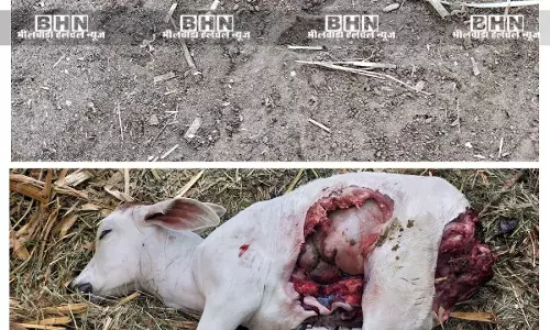 चांदरास में पेंथर ने दौ बछड़ों को बनाया शिकार। चांदरास में पेंथर ने दौ बछड़ों को बनाया शिकार।