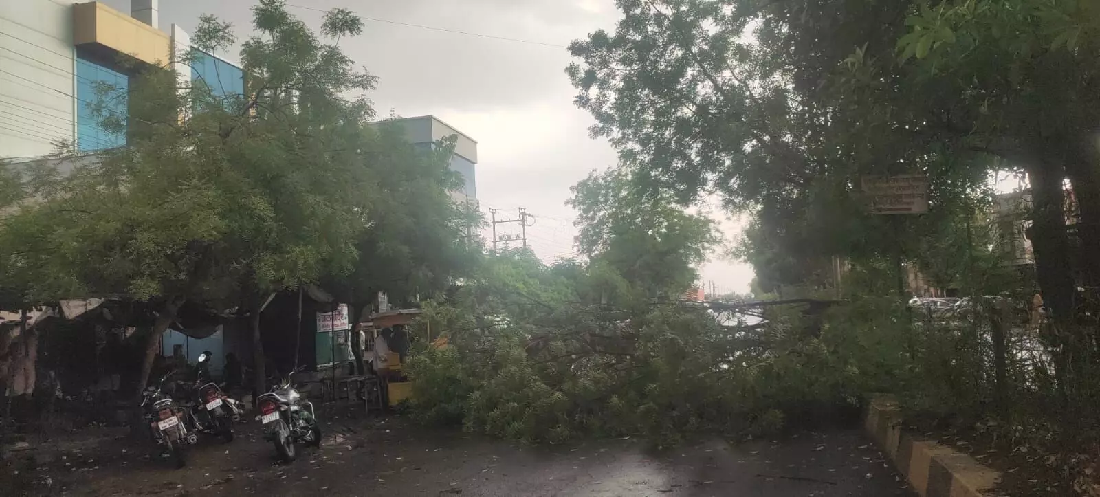 तेज हवा के चलते रोड पर गिरा नीम का पेड़ तेज हवा के चलते रोड पर गिरा नीम का पेड़