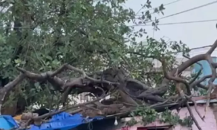 पेड़ गिरने से 4 लोगों की मौत, 100 से ज्यादा फ्लाइट्स प्रभावित,फोटो में देखे हाल पेड़ गिरने से 4 लोगों की मौत, 100 से ज्यादा फ्लाइट्स प्रभावित,फोटो में देखे हाल