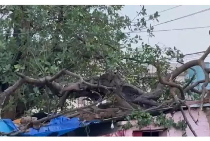 पेड़ गिरने से 4 लोगों की मौत, 100 से ज्यादा फ्लाइट्स प्रभावित,फोटो में देखे हाल
